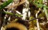 Bombus sp.